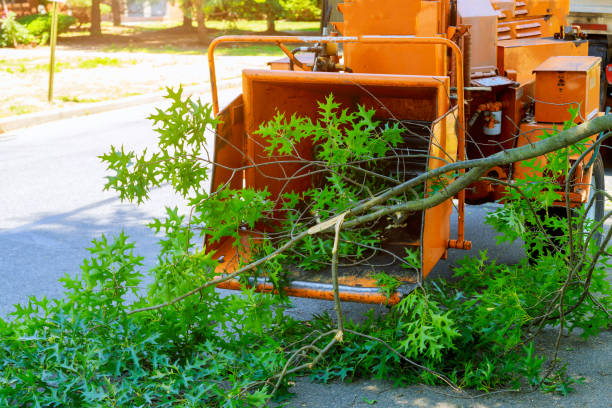 Dead Tree Removal